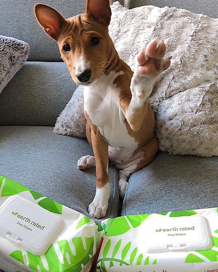 Dog sitting on a couch with dog-safe wipes, raising a paw.