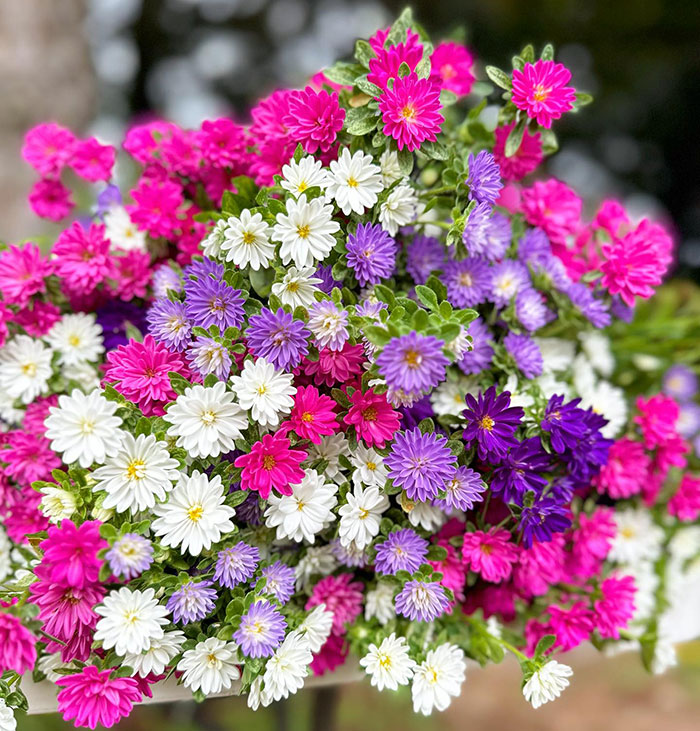 Different variety and color of China Aster flowers