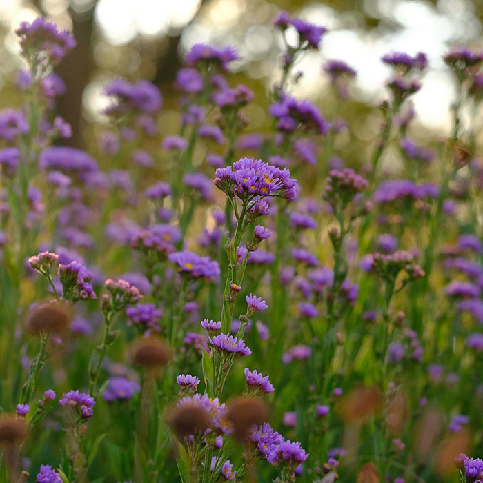 Tatarian Aster flowers 