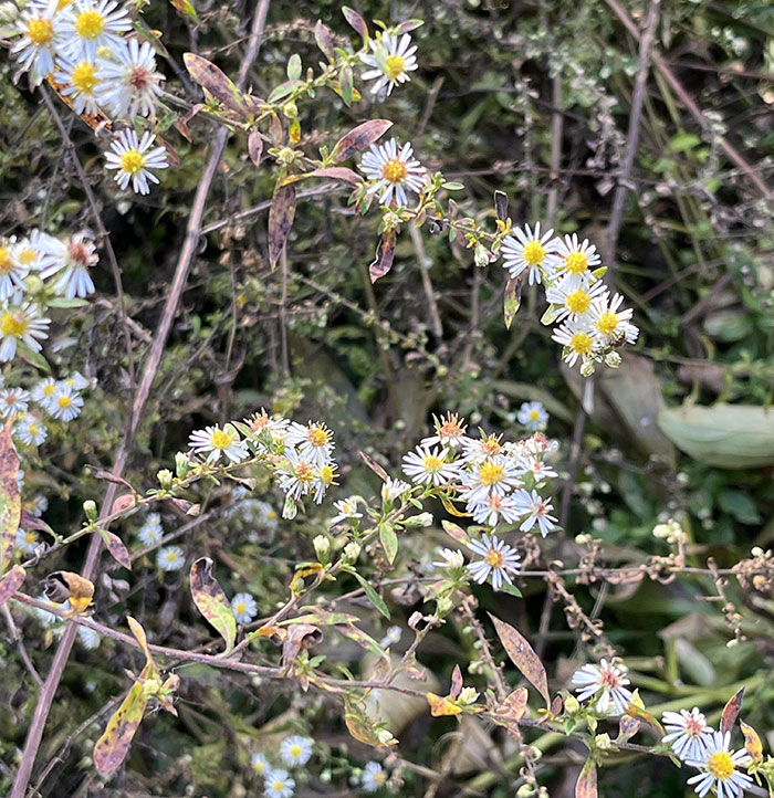 White Heath Aster flowers 