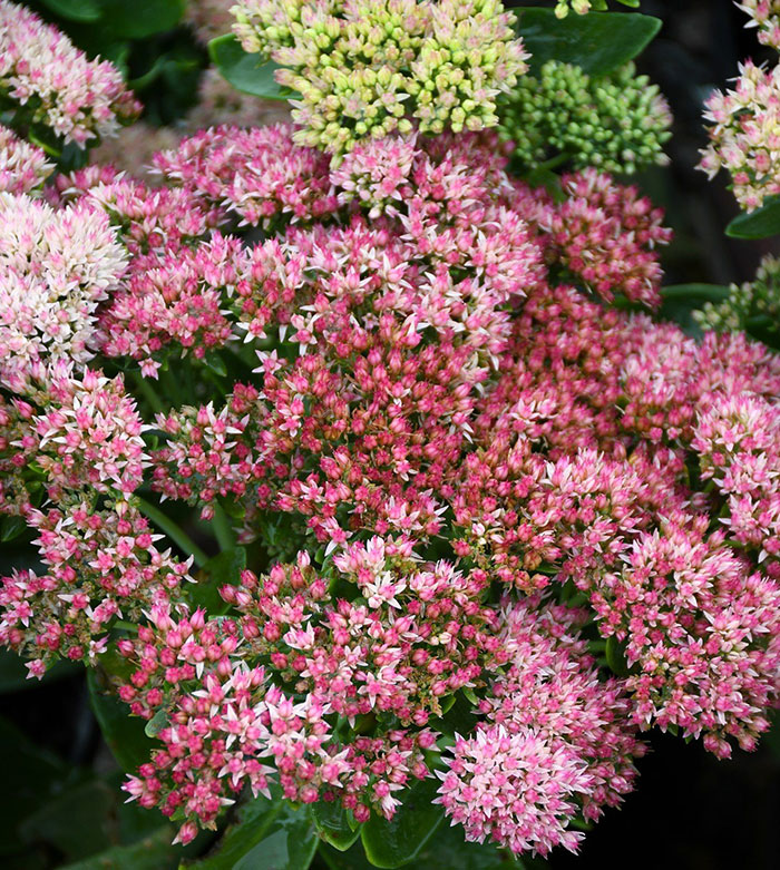 Purple and white sedum flower 