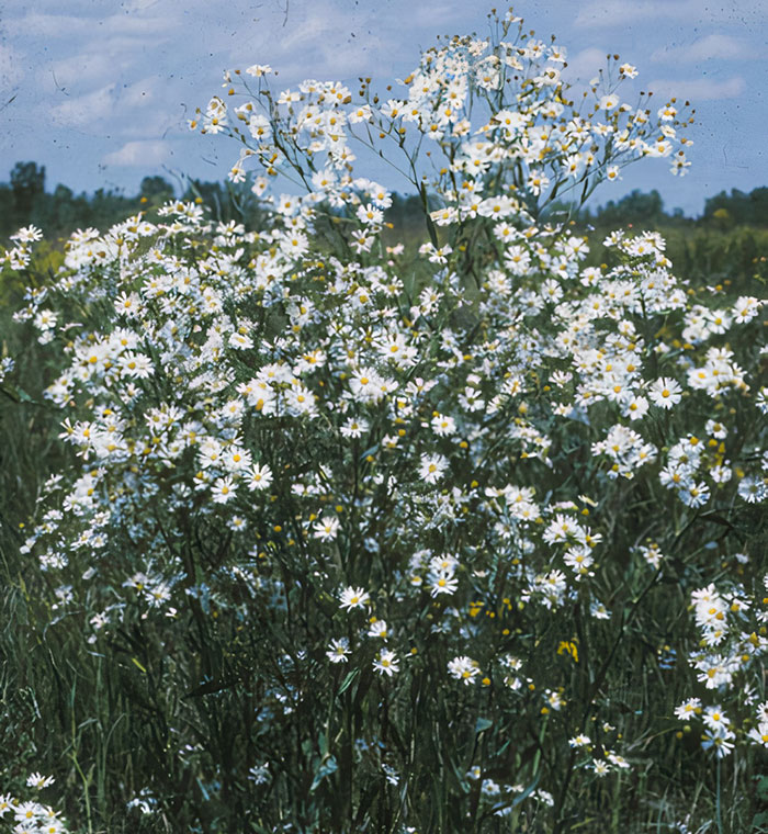 Multiple Boltonia flower blossoms 