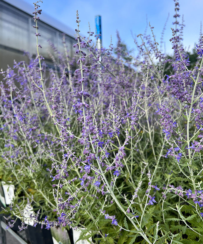 Purple Russian sage flower 