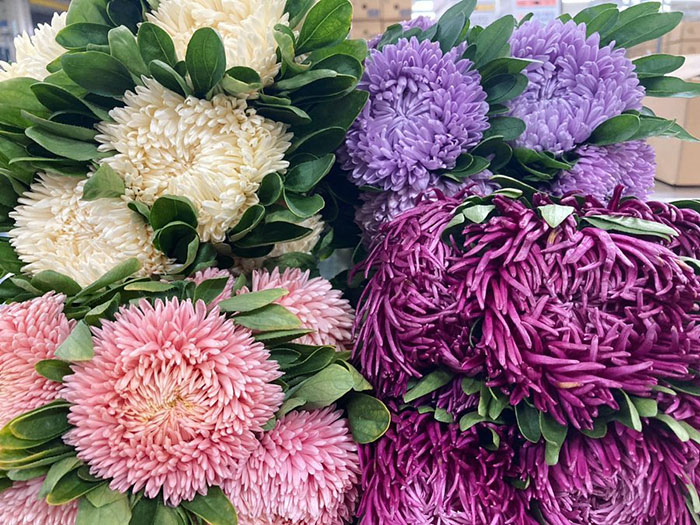 Multiple colored aster flowers 