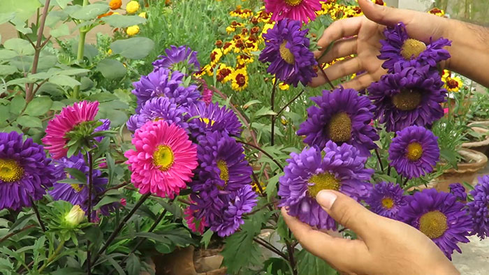 Man planting colorful aster flowers 