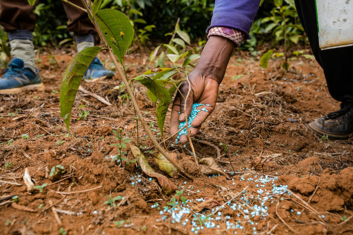 Close-up of Person Fertilizing Plant with Compost