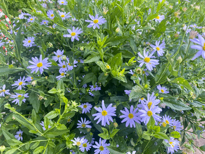New York Aster flowers 