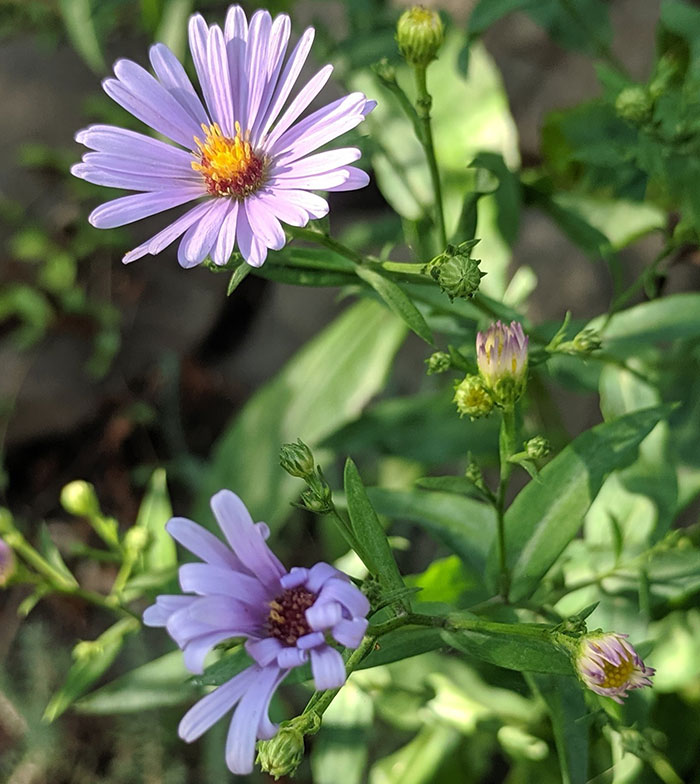 Two blossoms of Michaelmas Daisy