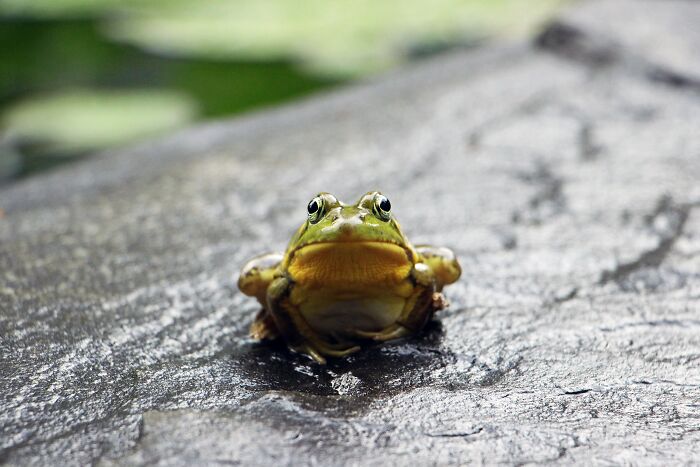 &ldquo;Girl, Same&rdquo;: Female Frogs Will Do Anything &ndash; Even Fake Death &ndash; To Avoid Males, Study Shows