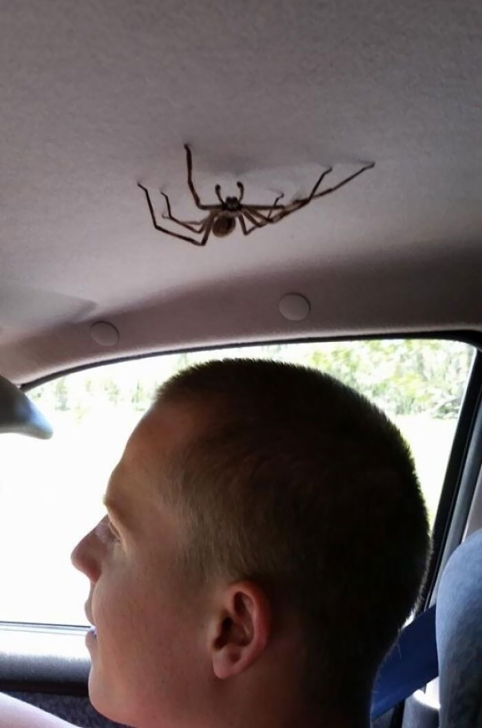 Large spider on a car ceiling above a man's head, one of the animals that would be nightmare fuel to non-Australians.