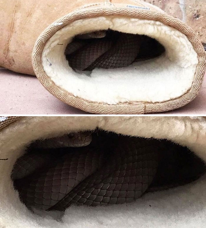 Brown snake coiled inside a slipper, showcasing one of the animals that would be nightmare fuel to non-Australians.