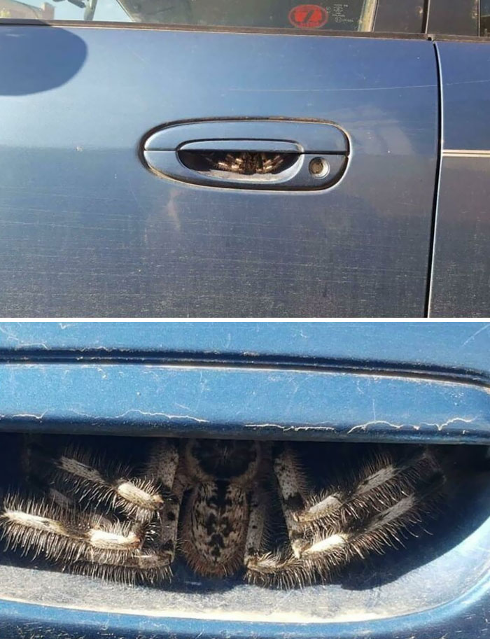 Large hairy spider hiding inside a blue car door handle, a common nightmare fuel animal in Australia for non-locals.