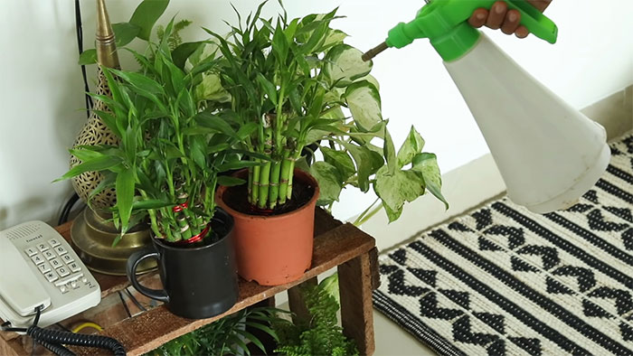 Photo of a person spraying pesticides on a bamboo