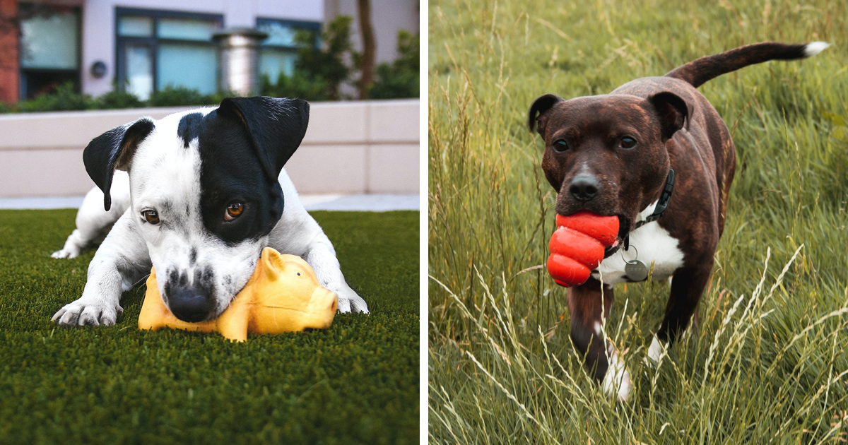 The 15 Best Dog Toys for Tough Chewers: Vet Review | Bored Panda