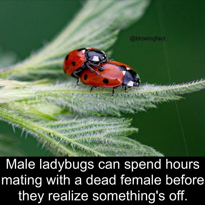 Interesting-Blowing-Facts-Pics