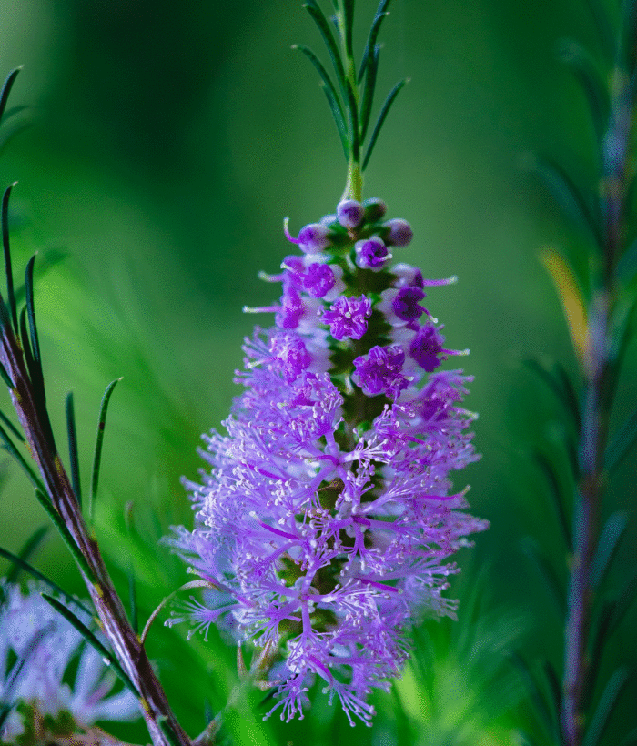 A close-up of a purple bottlebrush tree&rsquo;s flower spike
