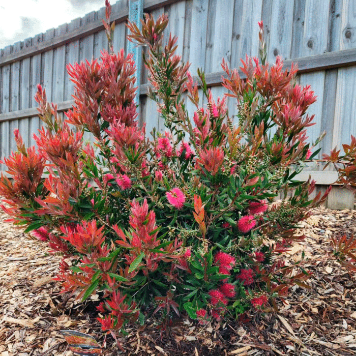 A small bottlebrush shrub near a fence
