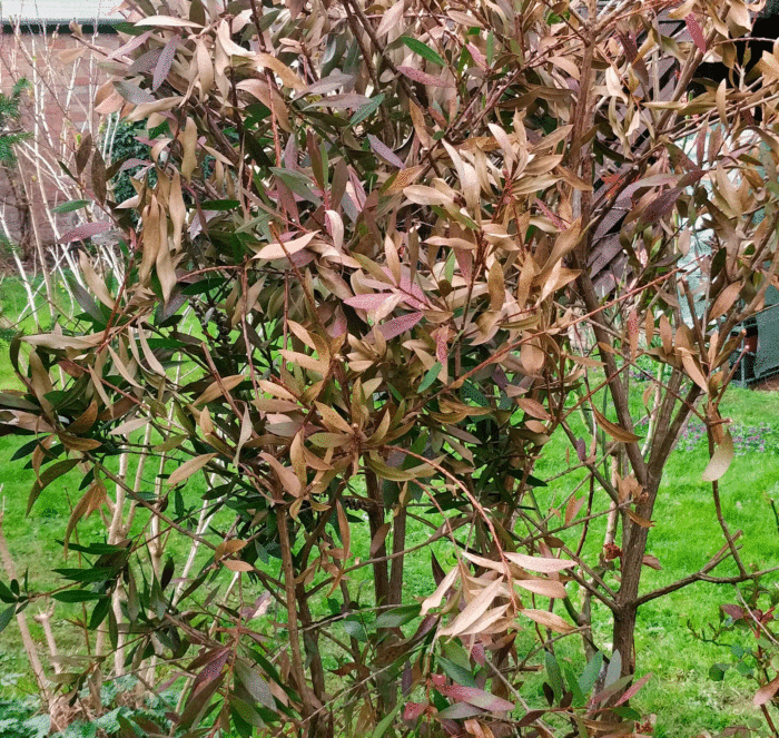A dry and dying bottlebrush tree