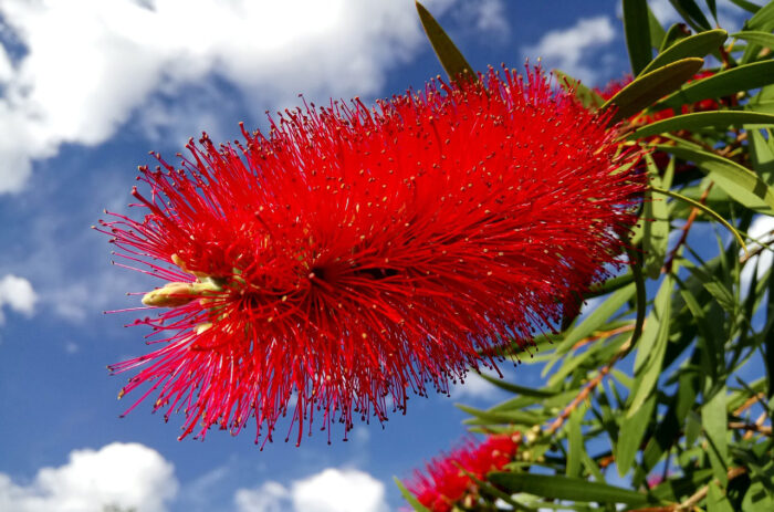 A close-up of a bright red bottlebrush tree flower spike against the sky&nbsp;