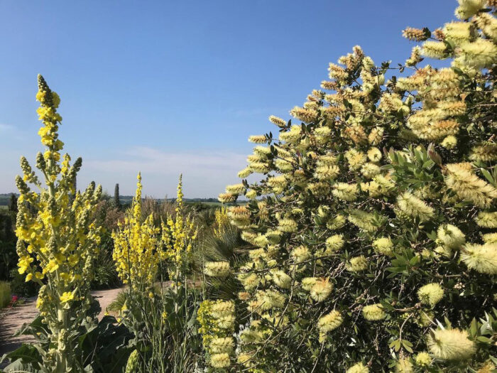 A yellow color lemon bottlebrush tree