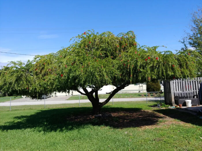 A large bottlebrush tree in a person&rsquo;s yard