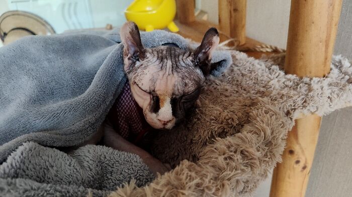 Being Hairless, She Snuggles Under Blankets To Keep Warm 😺