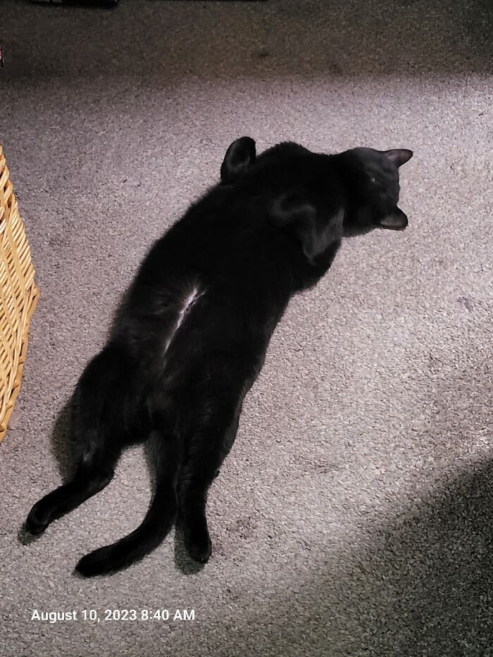 Loves To Sleep Like This All The Time. Will Roll Around When She Starts To Wake Up