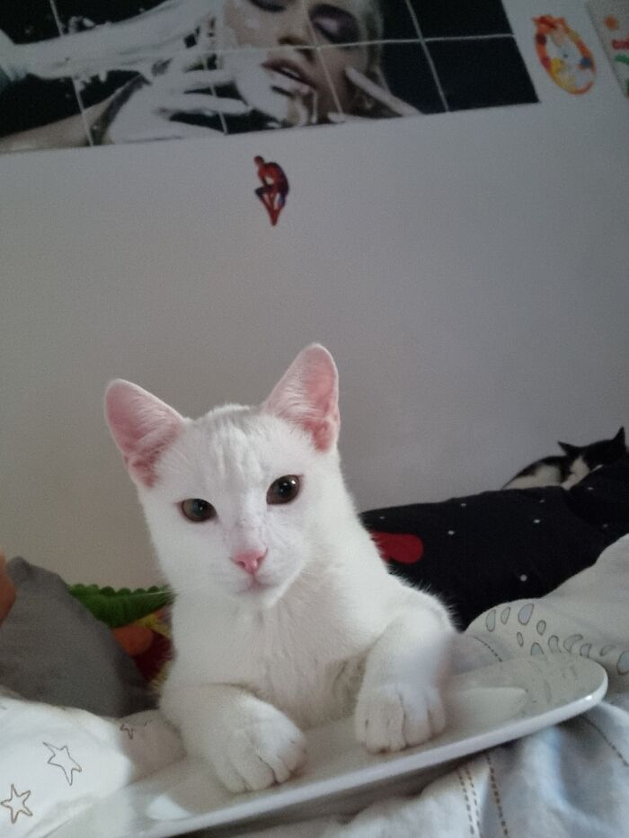 Apollo...in The Back It's Nina