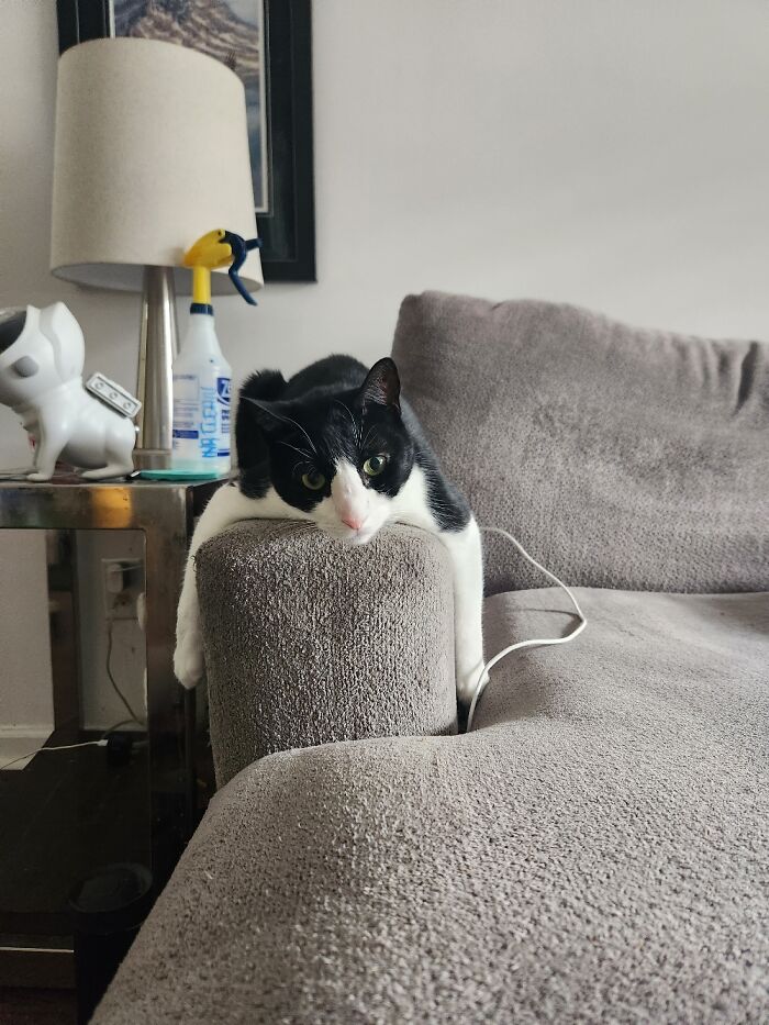 Rail Kitty Now Exiting The Station