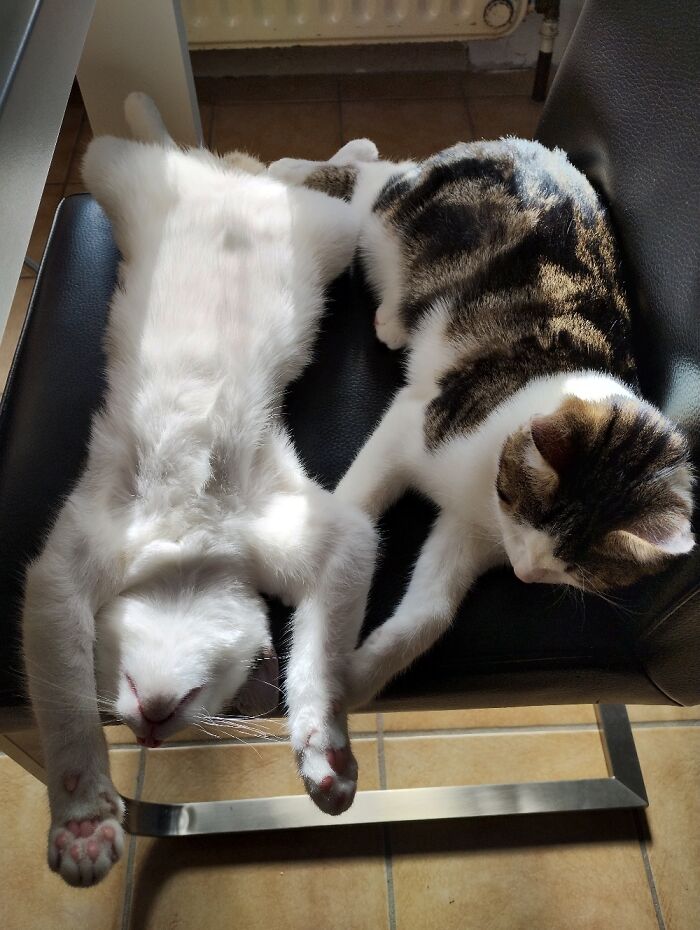 Cooper And Dante Sleeping