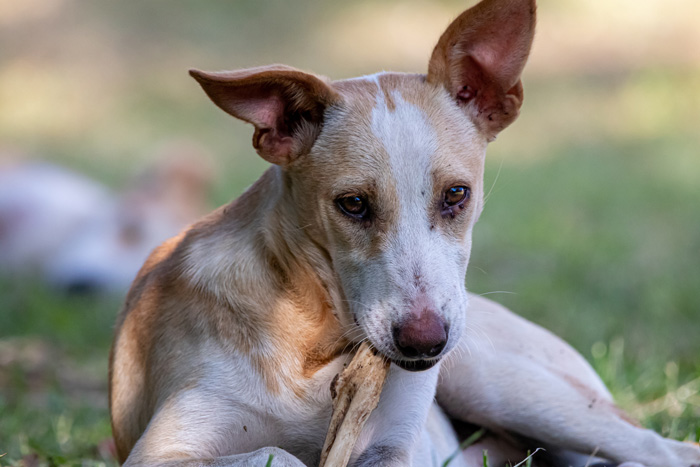 Brown and white dog chewing on bone Brown and white dog chewing on bone