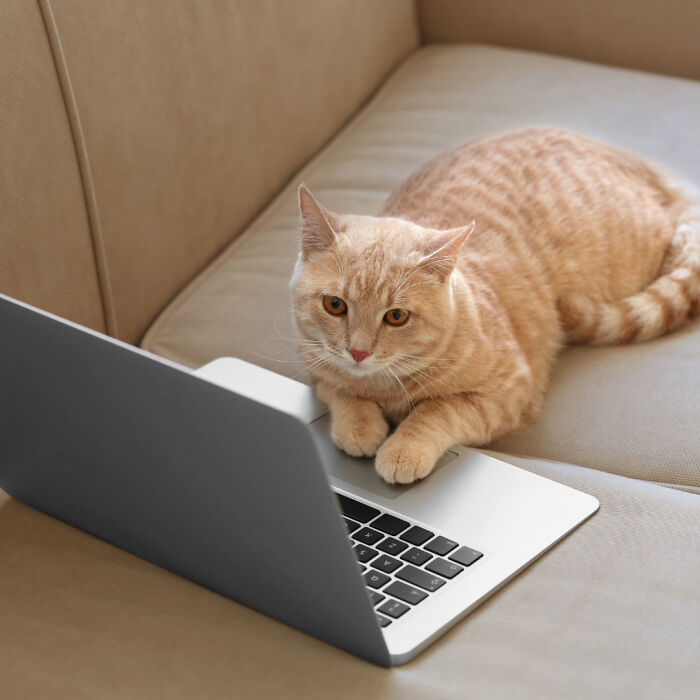 When You Cat Handle Major Task When You Are Not