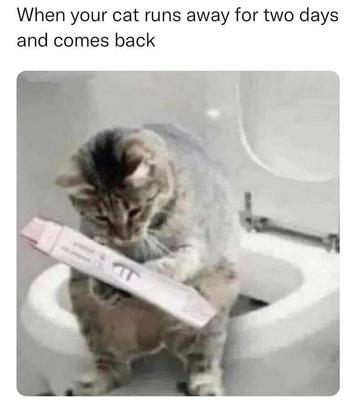 Yeahhhh Happened With My Aunts Kitten