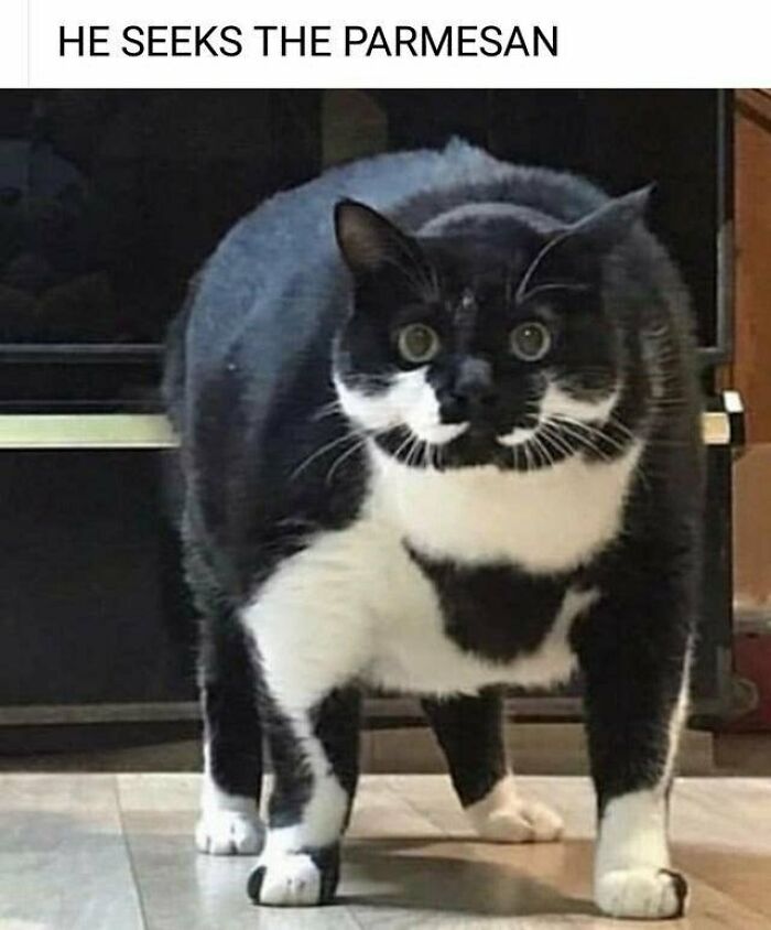 Alright, Look Not Me Nor My Cats