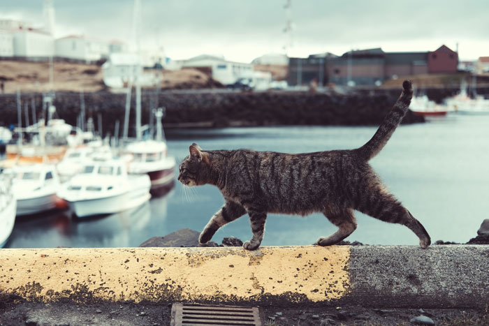 cat walking on the pierce 