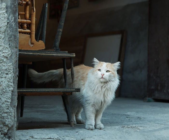 white and orange cat 