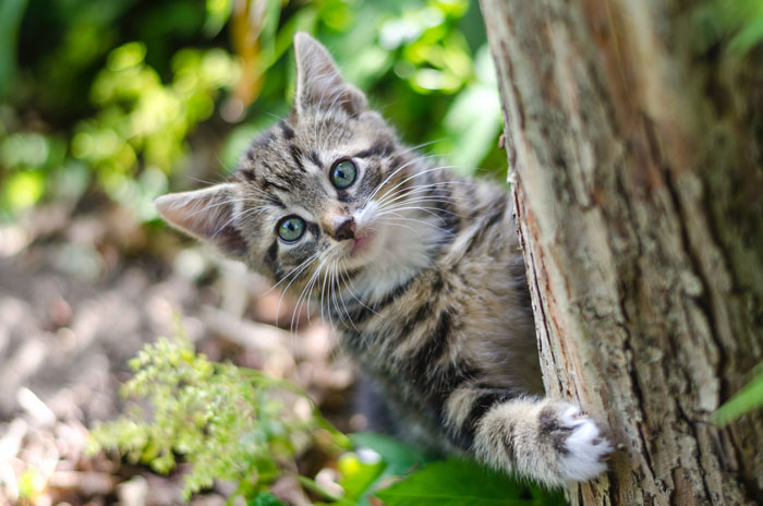 cat climbing the tree 