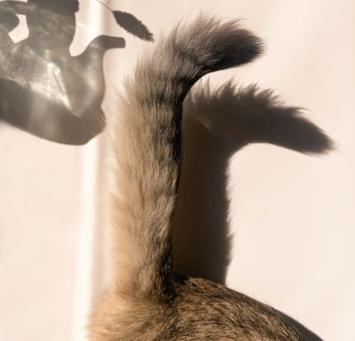 cat's tail 