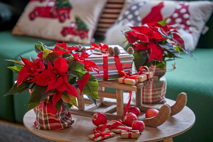 Red poinsettias and small wrapped gifts on a decorative wooden sleigh showcasing affordable Christmas decor ideas.