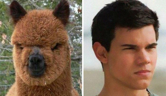 Funny-Celebrity-Lookalikes