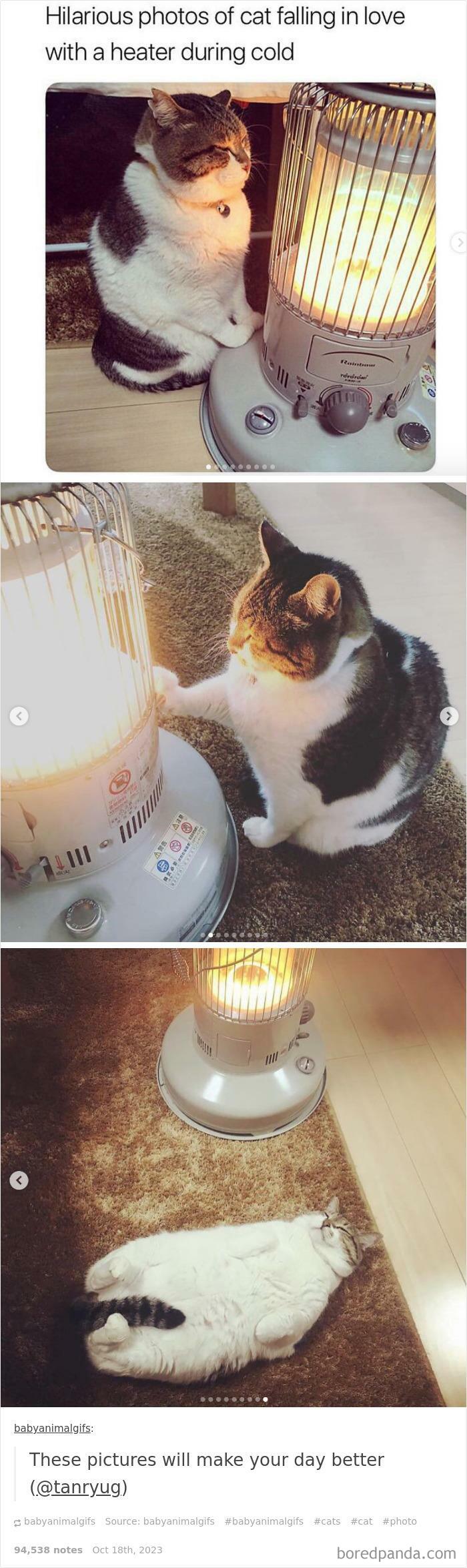 Hilarious-Animal-Memes