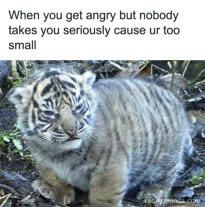 Hilarious-Animal-Memes