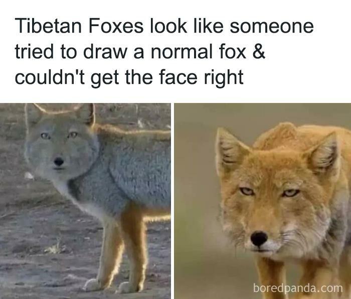 Hilarious-Animal-Memes