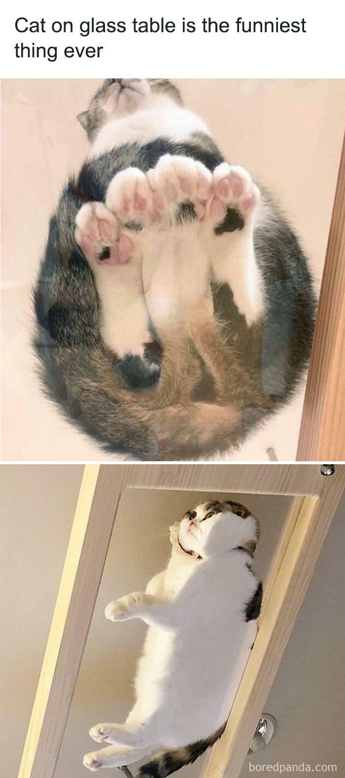 Hilarious-Animal-Memes