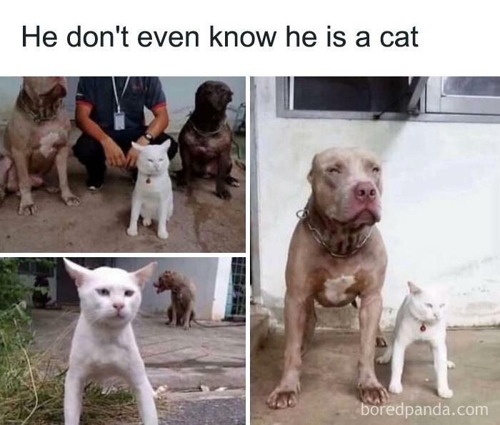 Hilarious-Animal-Memes