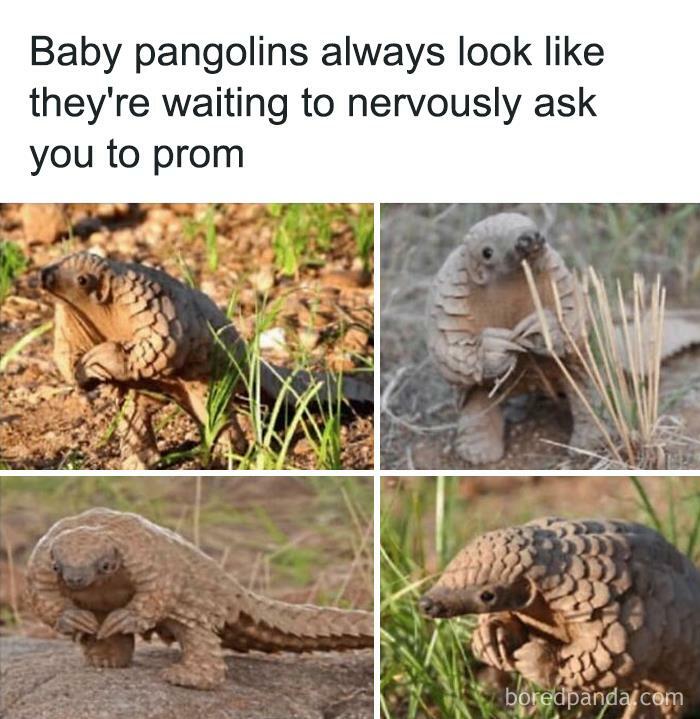 Hilarious-Animal-Memes