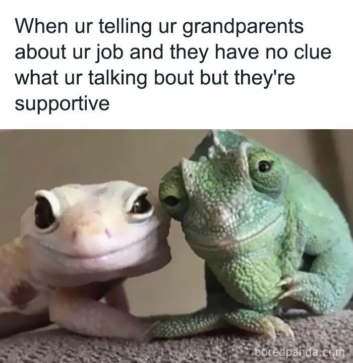 Hilarious-Animal-Memes