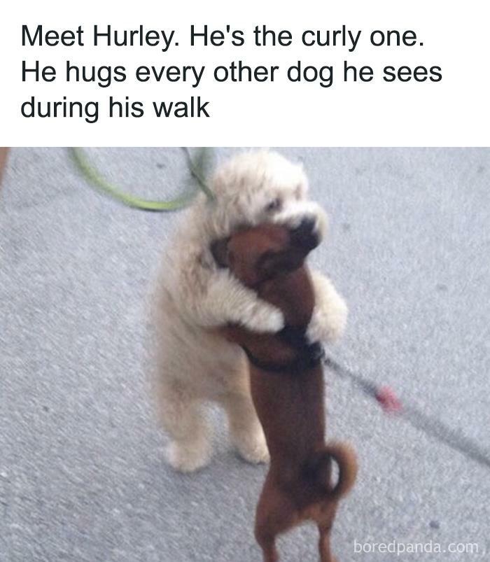 Hilarious-Animal-Memes