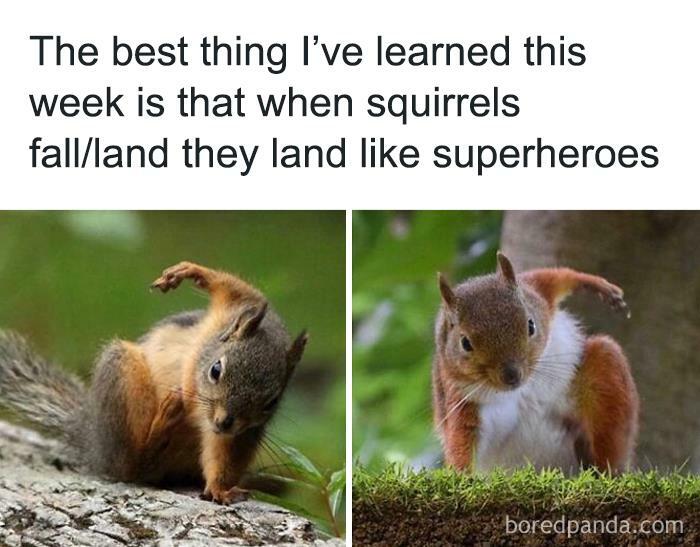 Hilarious-Animal-Memes