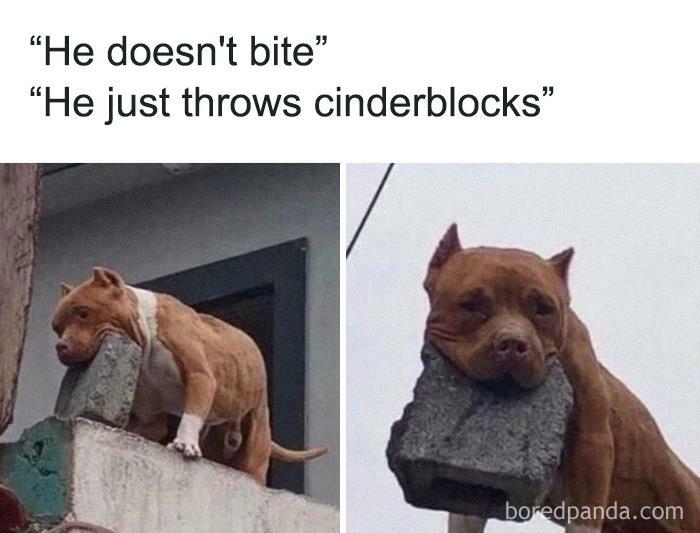 Hilarious-Animal-Memes